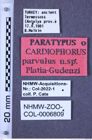 Etiketten zu Cardiophorus parvulus (Platia & Gudenzi, 2000) (NHMW-ZOO-COL-0006809)